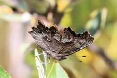 Polygonia gracilis