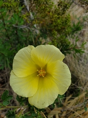 Hibiscus coulteri
