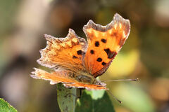 Polygonia gracilis