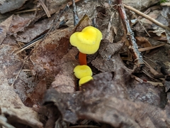Hygrocybe parvula