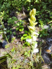 Spiranthes cernua