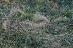 Stipa tirsa