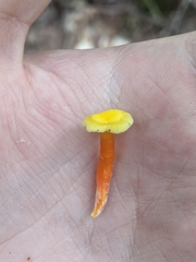 Hygrocybe parvula