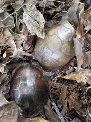 Terrapene carolina triunguis