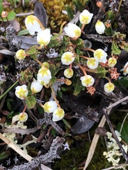 Cassiope tetragona