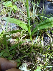 Spiranthes cernua