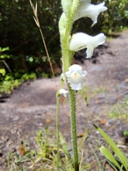 Spiranthes cernua