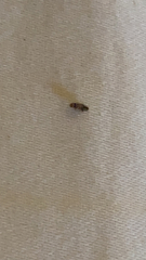 Plodia interpunctella