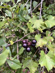 Vitis rotundifolia
