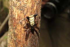 Micrathena duodecimspinosa