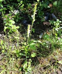 Spiranthes cernua