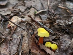 Hygrocybe parvula