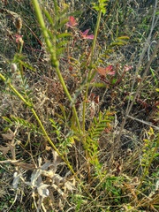 Sanguisorba minor balearica