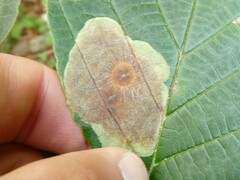 Cameraria hamameliella