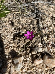 Hesperantha pauciflora