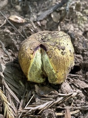 Gastroboletus