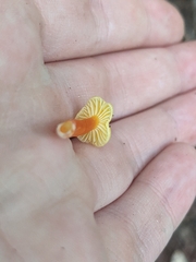 Hygrocybe parvula