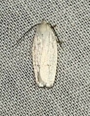 Antaeotricha albulella