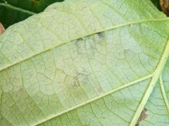 Cameraria hamameliella