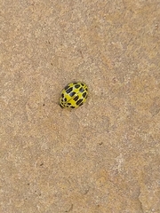 Psyllobora variegata