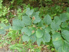 Cameraria hamameliella