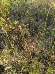 Sanguisorba minor balearica
