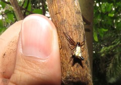 Micrathena duodecimspinosa