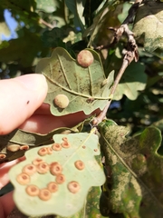 Neuroterus albipes