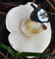 Tylopilus rhoadsiae