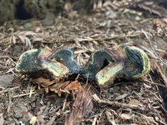 Gastroboletus