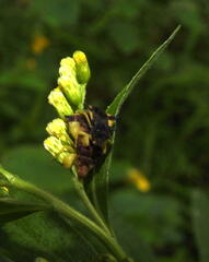 Phymata pennsylvanica