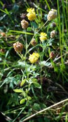 Trifolium aureum