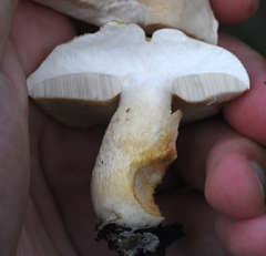 Tylopilus rhoadsiae