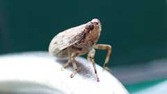 Issus coleoptratus