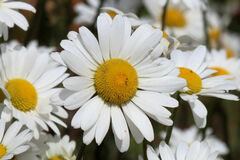 Leucanthemum vulgare