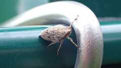 Issus coleoptratus