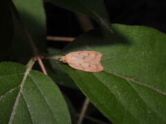 Machimia tentoriferella