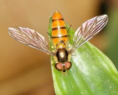 Episyrphus trisectus