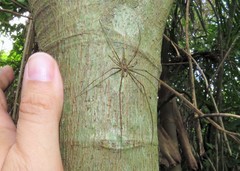 Neotama mexicana