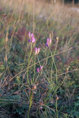Polygala comosa
