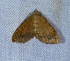 Mellilla xanthometata