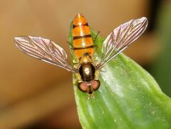 Episyrphus trisectus