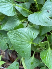 Viola