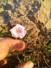Oenothera tetraptera
