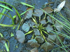 Trapa natans