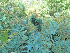 Procecidochares atra