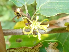 Cameraria hamameliella