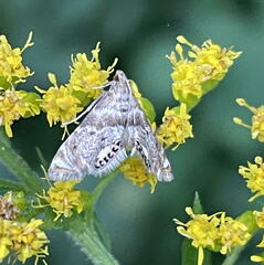 Petrophila fulicalis