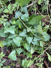 Viola