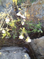 Oenothera tetraptera